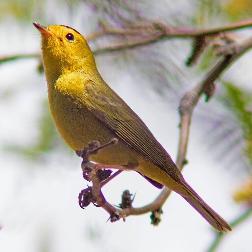 Meet your Posher, Caren